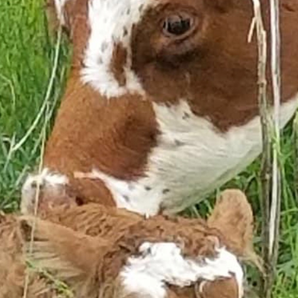 Meet your Posher, Karen